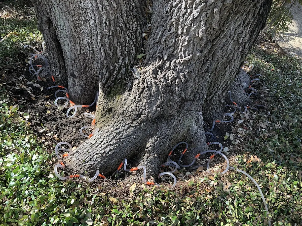 Detailed Tree Cabling and Bracing job site in Woodway
