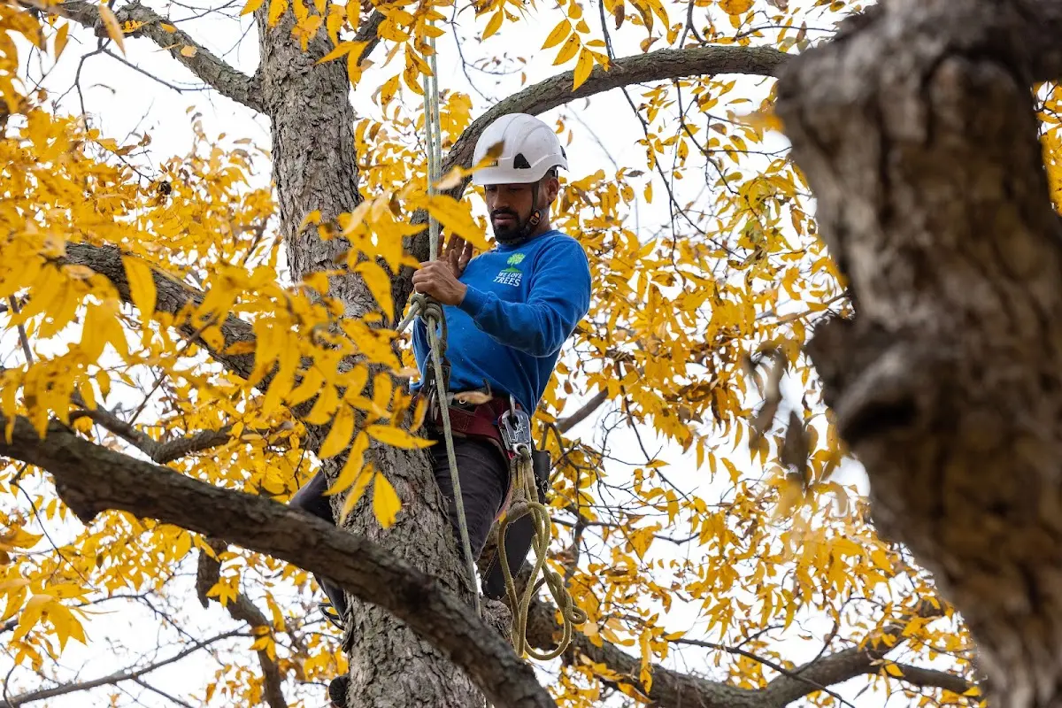 Skilled Tree Transplanting crew working in Woodway