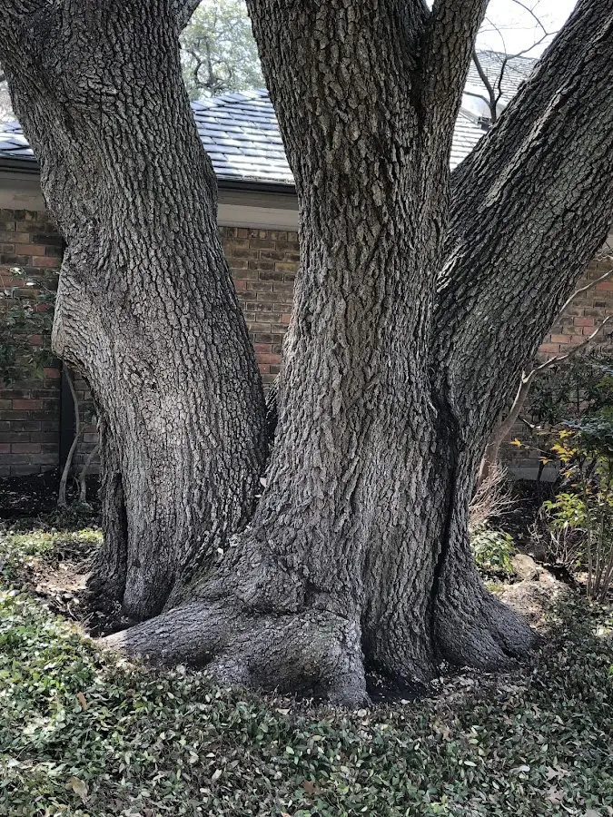 Mature heritage tree close to a Woodway property cared for by certified arborists