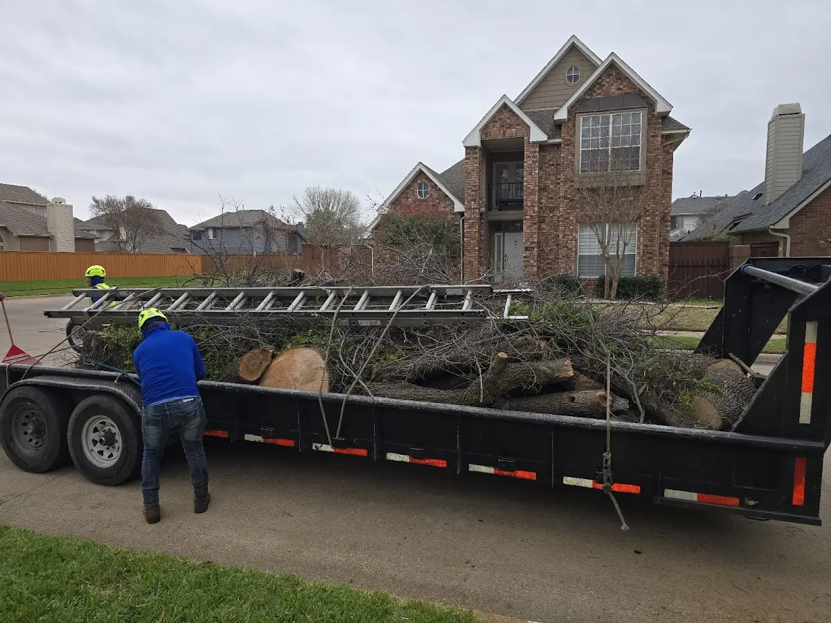 Expert Tree Pest Control with proper safety equipment in Woodway